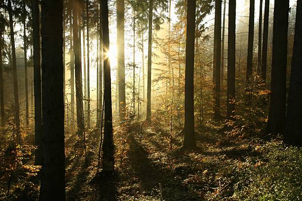 otoño coniferous forest - growth tree spirituality tranquil scene fotografías e imágenes de stock