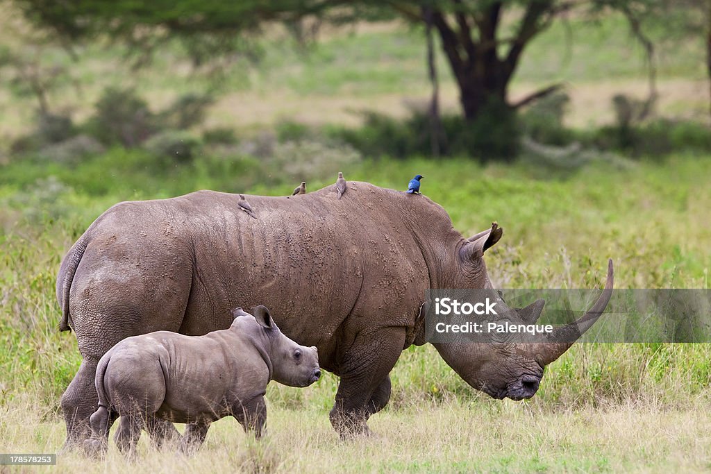 Rhinoceros with her baby in the Lake Nakuru National Park "Rhinoceroses in the Lake Nakuru National Park, Kenya" Africa Stock Photo