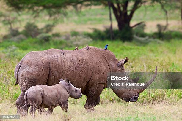 Rhinoceros With Her Baby In The Lake Nakuru National Park Stock Photo - Download Image Now