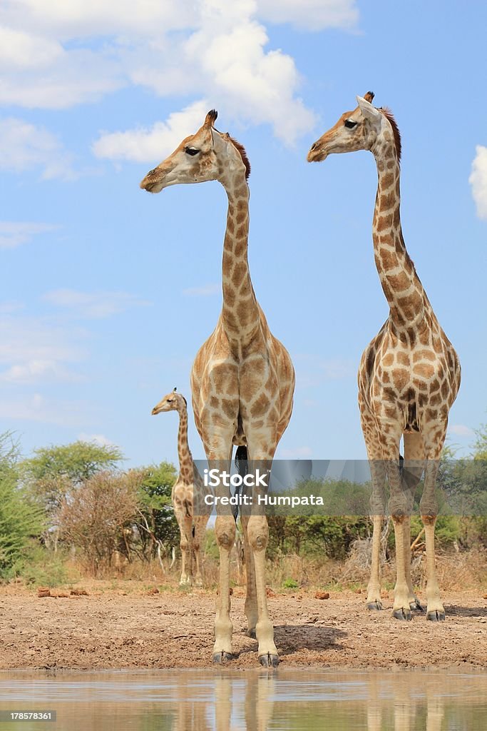 Girafe-au sommet de l'Afrique, le monde paraît minuscule - Photo de Afrique libre de droits