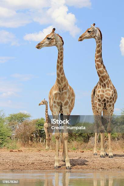 Photo libre de droit de Girafeau Sommet De Lafrique Le Monde Paraît Minuscule banque d'images et plus d'images libres de droit de Afrique