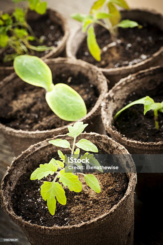 Seedlings growing in peat moss pots Potted seedlings growing in biodegradable peat moss pots close up Biodegradable Stock Photo