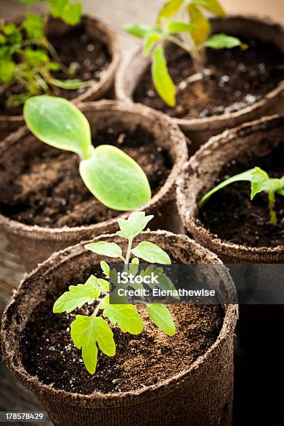 Seedlings Growing In Peat Moss Pots Stock Photo - Download Image Now - Biodegradable, Brown, Bud