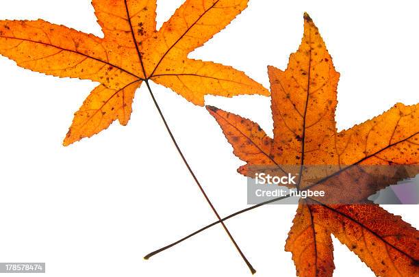 Dois Maple Folhas No Outono - Fotografias de stock e mais imagens de Abstrato - Abstrato, Amarelo, Ao Ar Livre