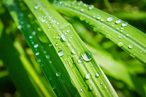 Water drops on lamongrass in the morning