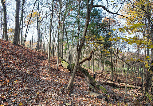 Sunlit hillside covered with autumn leaves and fallen tree.