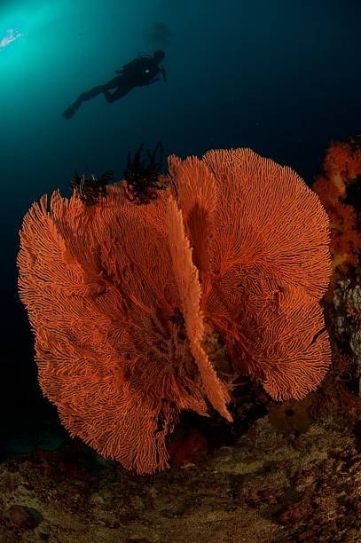 istock Gorgonia with scuba diver in Indonesia 178579331