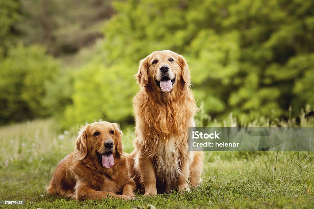 Portrait of a two  dogs Portrait of a beautiful  two dogs  outdoors Animal Stock Photo