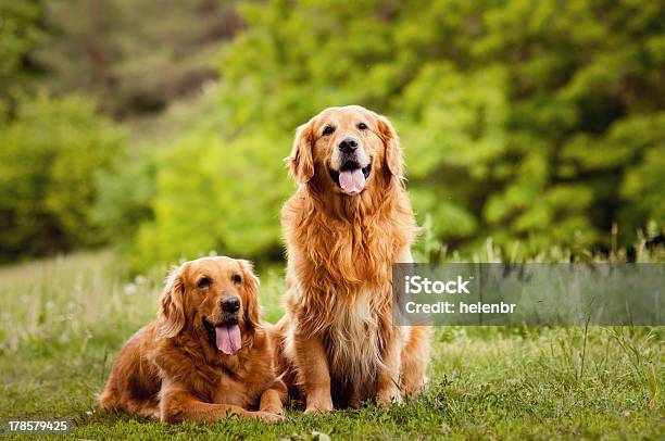 Portrait Of A Two Dogs Stock Photo - Download Image Now - Animal, Beautiful People, Beauty