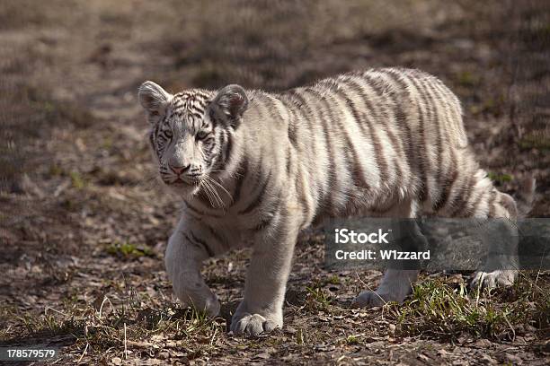 Small White Tiger Stock Photo - Download Image Now - Animal, Animal Wildlife, Animals Hunting