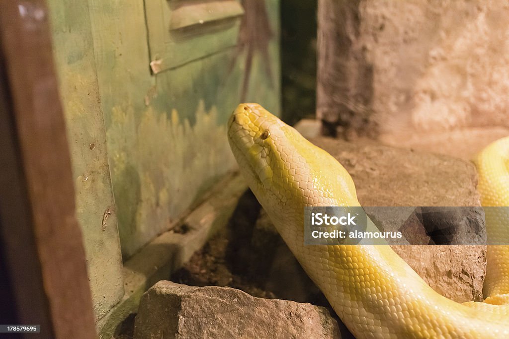 yellow snake a yellow snake staring at door Animal Stock Photo
