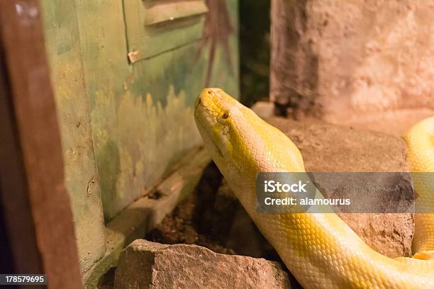 Yellow Snake Stock Photo - Download Image Now - Animal, Animal Scale, Animal Wildlife