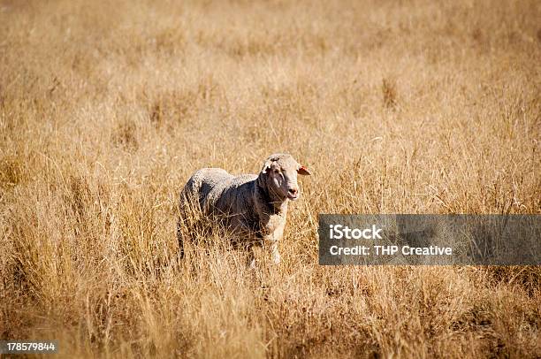 Ovelhas No Campo - Fotografias de stock e mais imagens de Agricultura - Agricultura, Amarelo, Animal