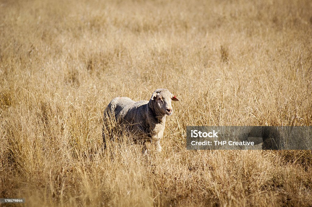Овец в поле - Стоковые фото Австралия - Австралазия роялти-фри