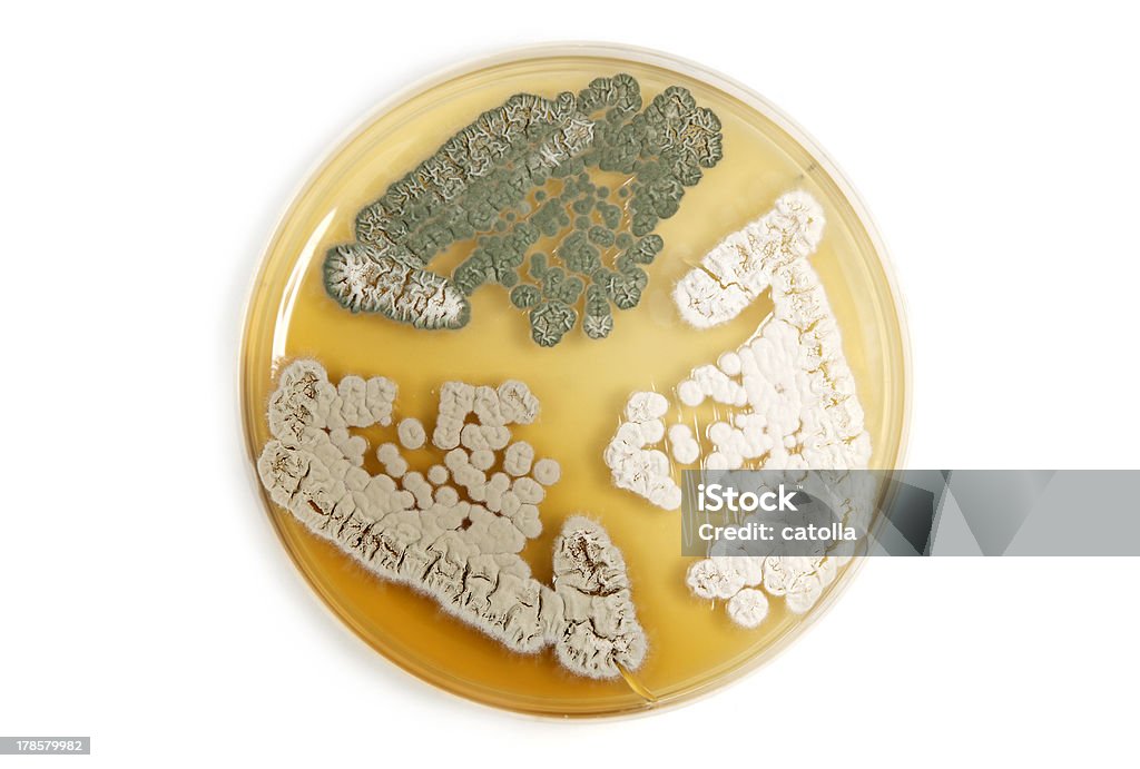Modificados genéticamente hongos sobre blanco - Foto de stock de Agar-agar libre de derechos