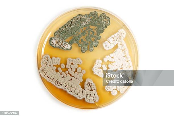 Modificados Genéticamente Hongos Sobre Blanco Foto de stock y más banco de imágenes de Agar-agar - Agar-agar, Antibiótico, Asistencia sanitaria y medicina