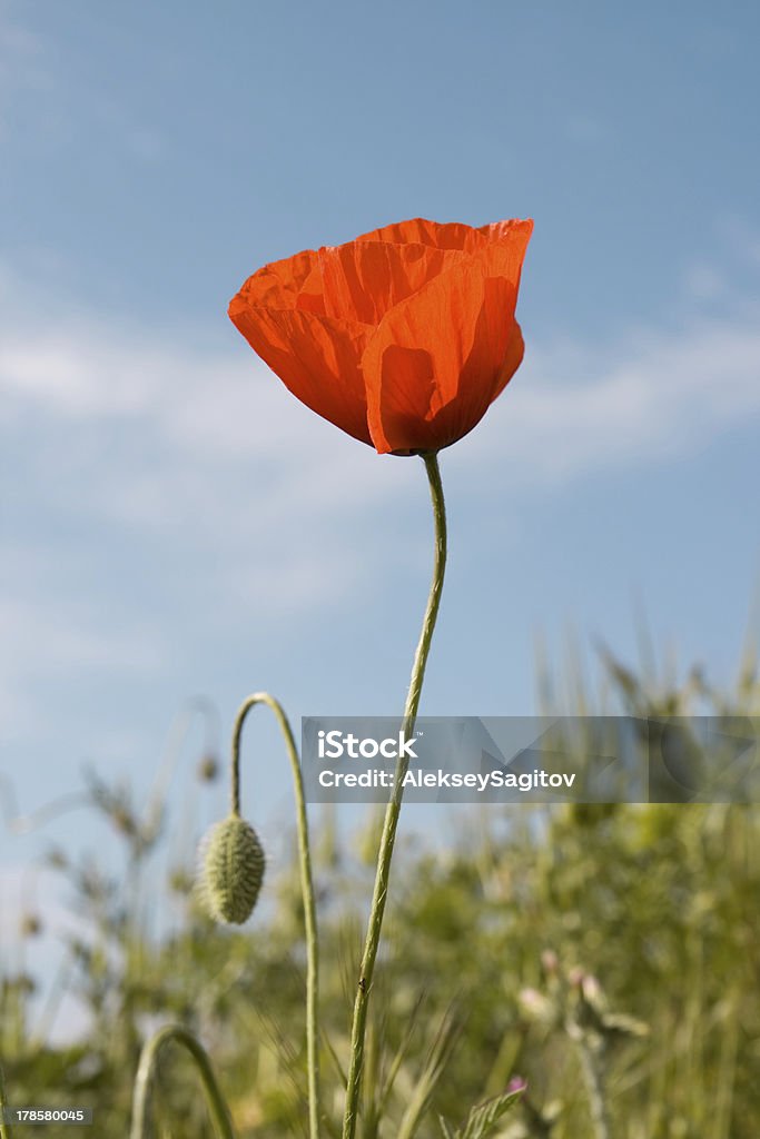 Red poppies Red poppies on a background of blue sky Beauty In Nature Stock Photo