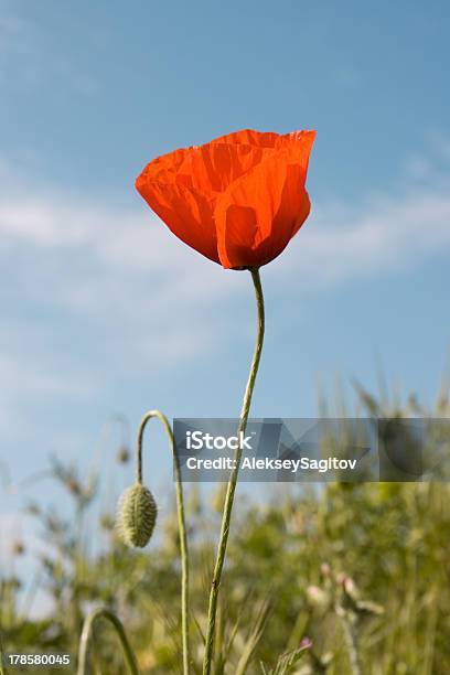 Red Poppies Stock Photo - Download Image Now - Beauty In Nature, Blossom, Blue