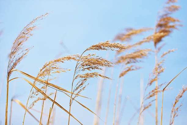 reed in the wind stock photo