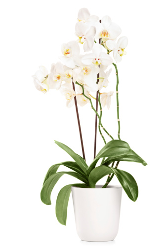 White orchid in a white pot with many flowers, isolated on white background