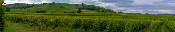 istock Obernai, France - 09 10 2021: Alsatian Vineyard. Panoramic view of vine fields along the wine route 1785803001