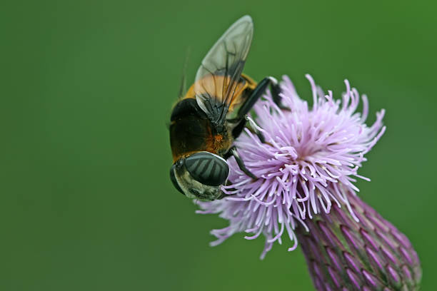 istock syrphidae on a flower 178580377