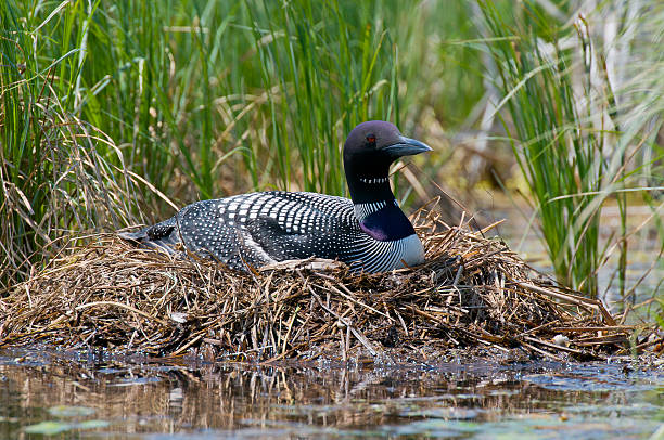 Nesting Loon A nesting Common Loon on a Minnesota Lake common loon photos stock pictures, royalty-free photos & images