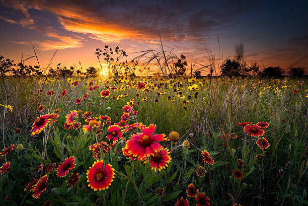 texas flores silvestres en sunrise - sunflower landscape flower field fotografías e imágenes de stock