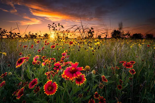 Sunflowers and Indian blanket wildflowers in early dawn light