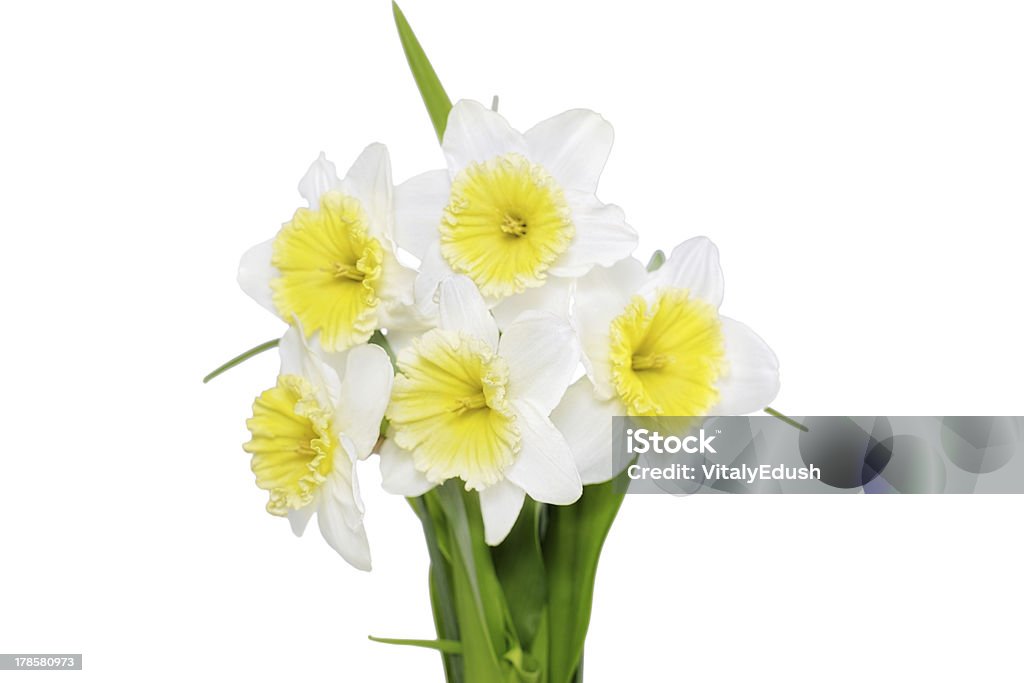 Schönen Frühling Blumen: gelb-weißem narcissus (Narzisse) - Lizenzfrei April Stock-Foto