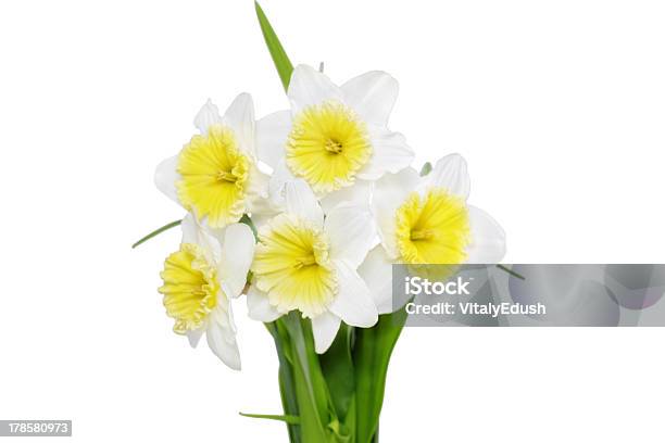 Schönen Frühling Blumen Gelbweißem Narcissus Stockfoto und mehr Bilder von April