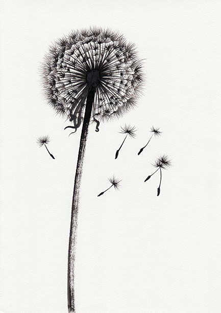 illustrazioni stock, clip art, cartoni animati e icone di tendenza di dente di leone acquerello dipinto - dandelion single flower flower white