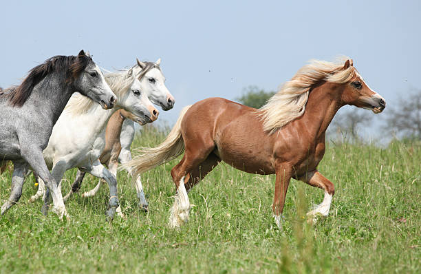 istock Welsh ponnies with chestnut one in the lead running 178581228