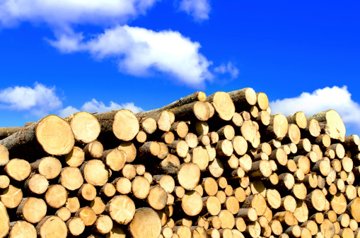Wooden logs with blue sky on background