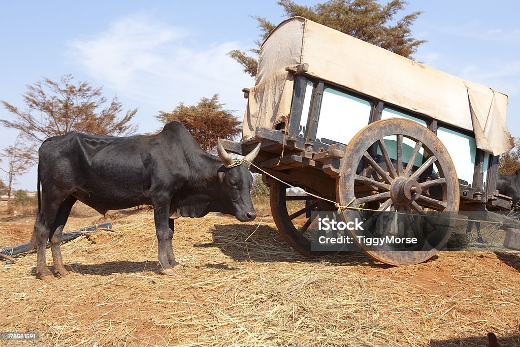 Cebú atado a un carrito, el centro de Madagascar - Foto de stock de Animal libre de derechos