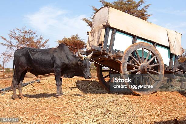 Cebú Atado A Un Carrito El Centro De Madagascar Foto de stock y más banco de imágenes de Animal - Animal, Animal macho, Animales de trabajo