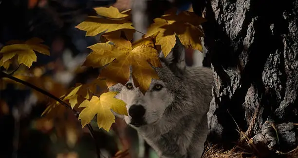 Gray Wolf (Canis lupus) has been reintroduced to the wild in many areas where the species had