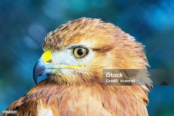 붉은꼬리매 갈색에 대한 스톡 사진 및 기타 이미지 - 갈색, 깃털, 날기