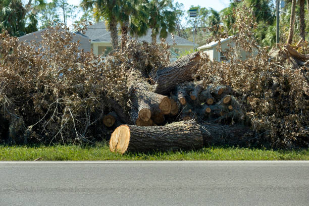 istock Cut down and fallen trees branches disposed in heaps on street side after hurricane severely damaged houses in Florida mobile home residential area. Consequences of natural disaster 1785819751