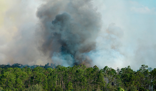Aerial View Forest Fire in Red Pine Forests