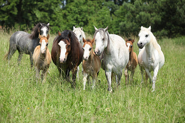 Batch of welsh ponnies running together on pasturage Batch of nice welsh ponnies running together on green pasturage welsh pony foal stock pictures, royalty-free photos & images