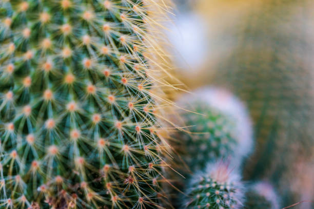 istock Close up of cactus (mammillaria spinosissima) 1785820888