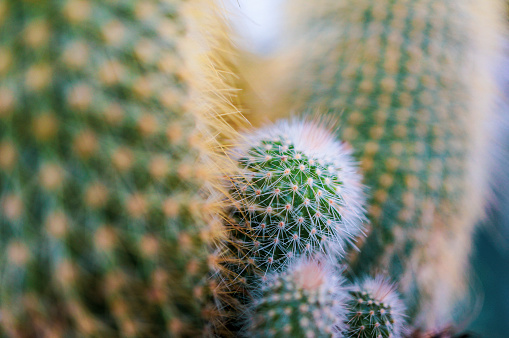 Close up of cactus (mammillaria spinosissima)