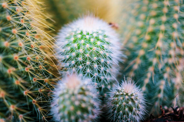 istock Close up of cactus (mammillaria spinosissima) 1785820907