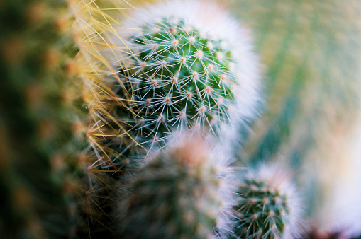 Close up of cactus (mammillaria spinosissima)