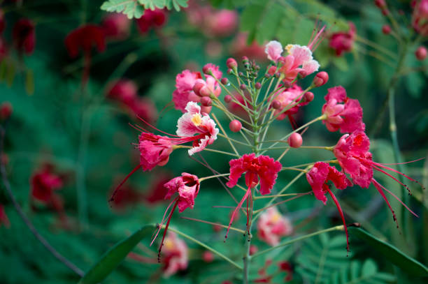 Close-up of a Peacock flower (Caesalpinia pulcherrima)