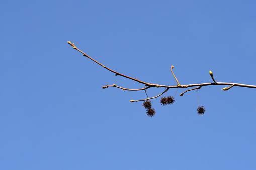 American sweetgum branches with buds and seed balls - Latin name - Liquidambar styraciflua