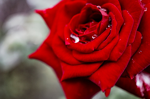 Close up of a beautiful red rose.