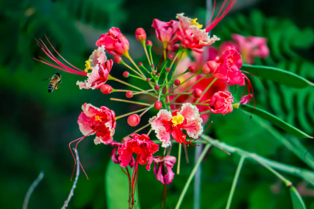 istock Close-up of a Peacock flower (Caesalpinia pulcherrima) 1785822606