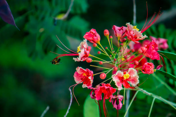 Close-up of a Peacock flower (Caesalpinia pulcherrima)